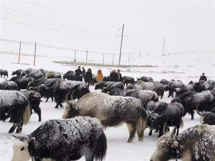 地處“云端之上”生命禁區(qū)“的農(nóng)行石渠支行80后青年益西多吉說”今年疫情流行，大伙冒雪下鄉(xiāng)送金融服務(wù)，新年首日就為農(nóng)戶發(fā)放了3000多萬元，點亮百姓牦牛致富夢，疫情終將過去，筑夢春天，我們協(xié)力點燃牧民發(fā)展信心“.jpg