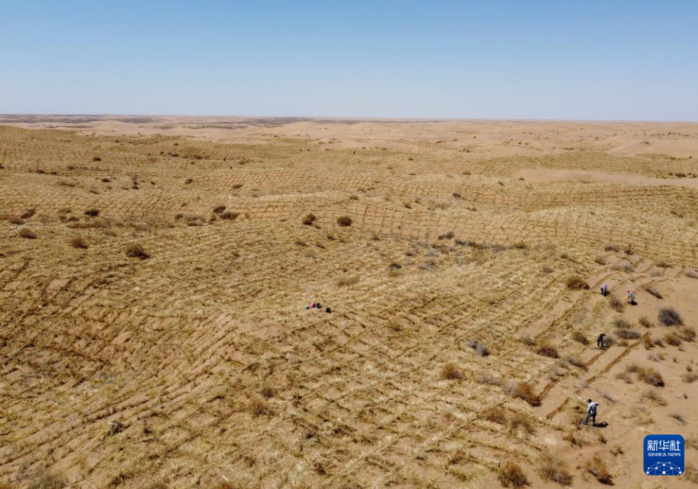 2024年4月10日，群眾在古浪縣八步沙林場麻黃塘沙區(qū)用草方格壓沙。新華社發(fā)（無人機照片）